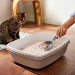 Frisco Natural Unscented Clumping Grass Cat Litter -Frisco Pet Hub 132396 PT4. AC SS1800 V1659023512