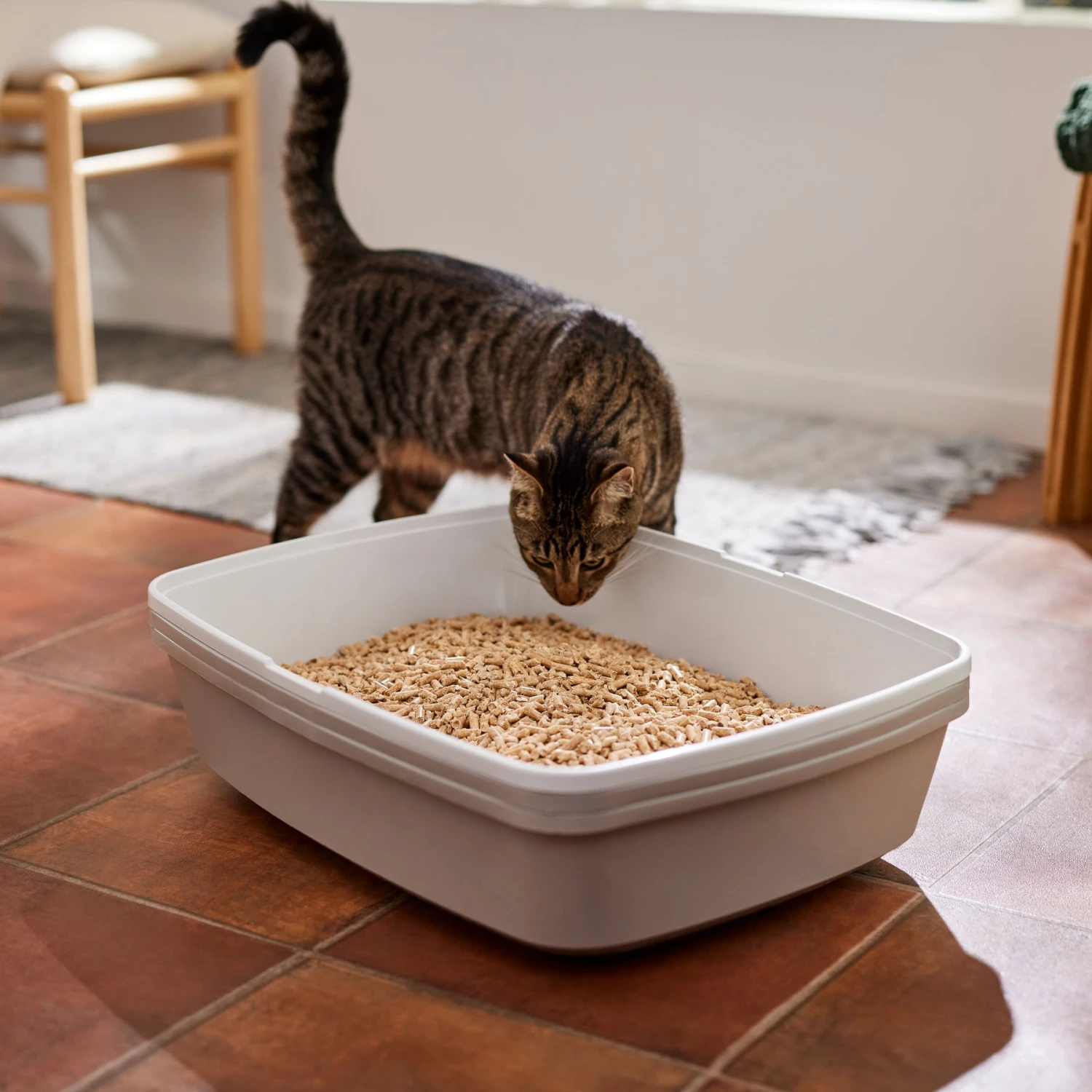 Frisco Pine Pellet Unscented Non-Clumping Wood Cat Litter Frisco Pine Pellet Unscented Non-Clumping Wood Cat Litter -Frisco Pet Hub 161458 PT4. AC SS1800 V1659023182