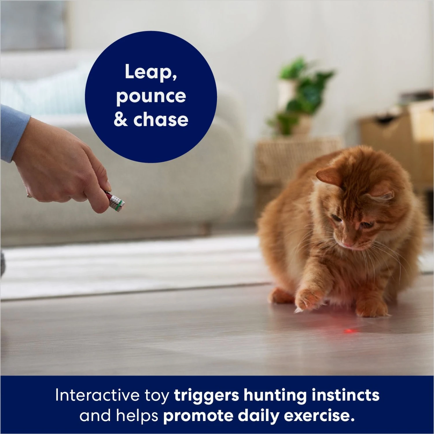 Frisco 2-in-1 Laser & LED Light Laser Cat Toy Frisco 2-in-1 Laser & LED Light Laser Cat Toy -Frisco Pet Hub 166309 PT3. AC SS1800 V1686579688