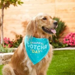 Frisco Happy Gotcha Day Dog & Cat Bandana -Frisco Pet Hub 200538 PT3. AC SS1800 V1633086146