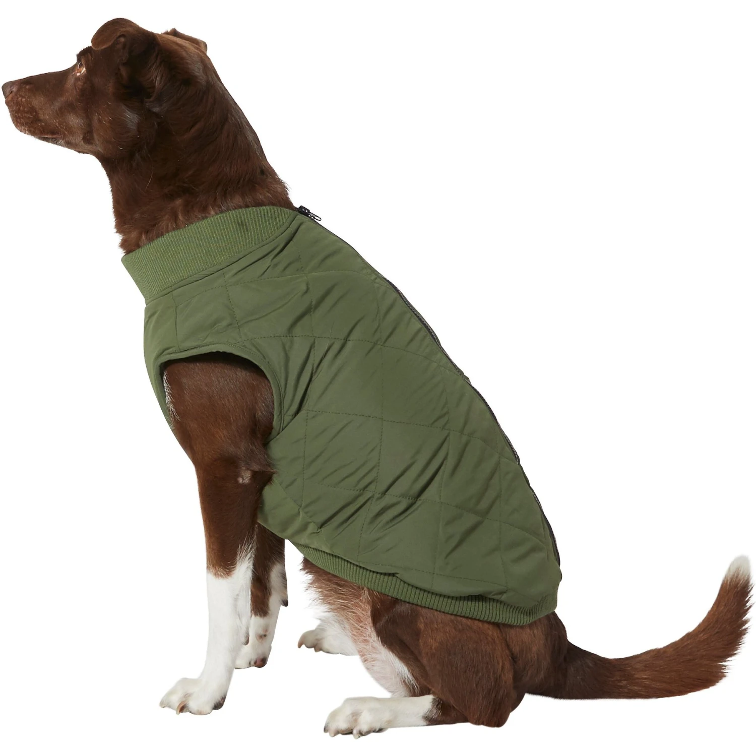 Frisco Lightweight Insulated Bomber Dog & Cat Jacket Frisco Lightweight Insulated Bomber Dog & Cat Jacket -Frisco Pet Hub 223914 MAIN. AC SS1800 V1599160609