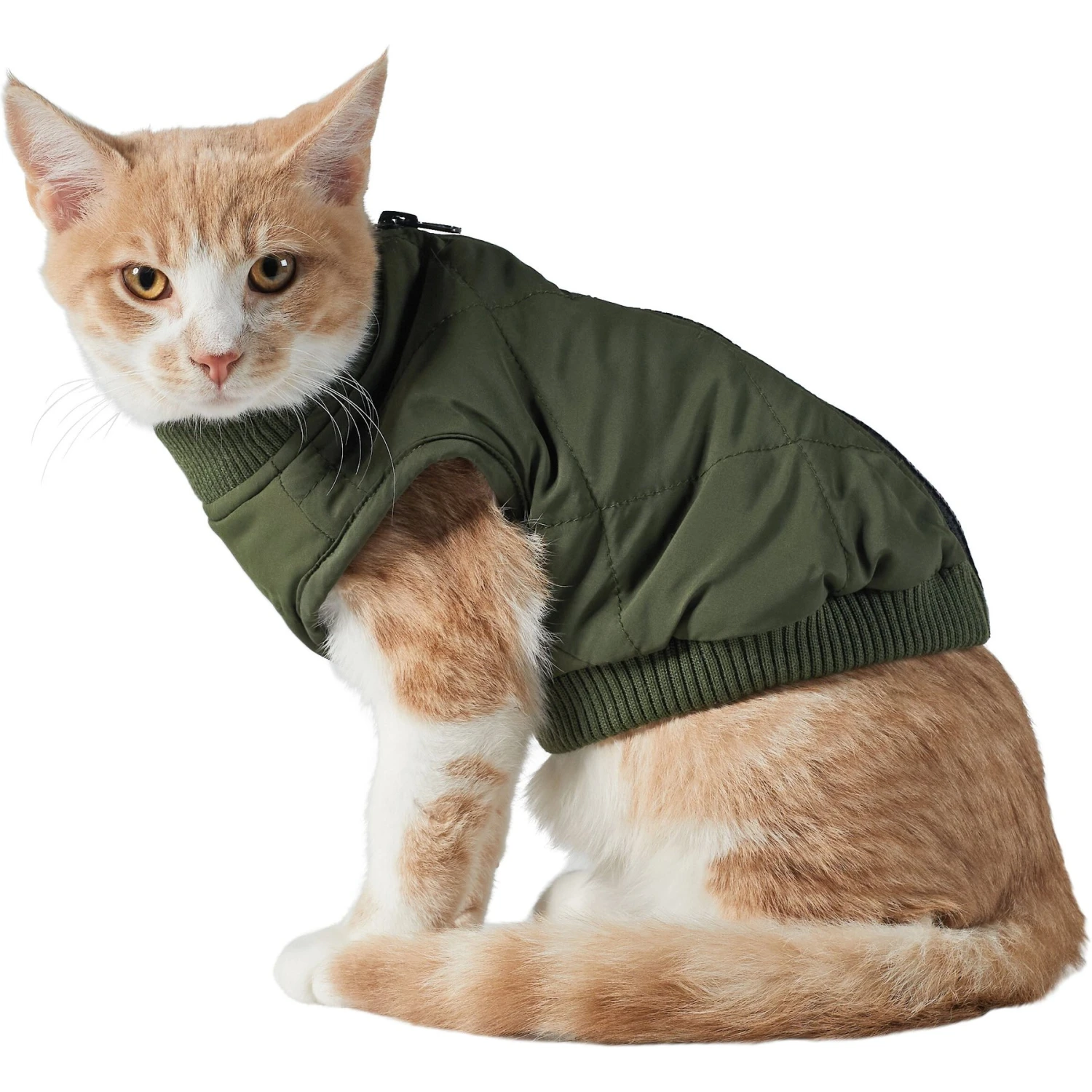 Frisco Lightweight Insulated Bomber Dog & Cat Jacket Frisco Lightweight Insulated Bomber Dog & Cat Jacket -Frisco Pet Hub 223914 PT2. AC SS1800 V1599480960