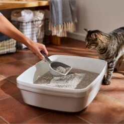 Frisco Lightweight Scented Clumping Cat Litter 4 Frisco Lightweight Scented Clumping Cat Litter -Frisco Pet Hub 230718 PT4. AC SS1800 V1659023572