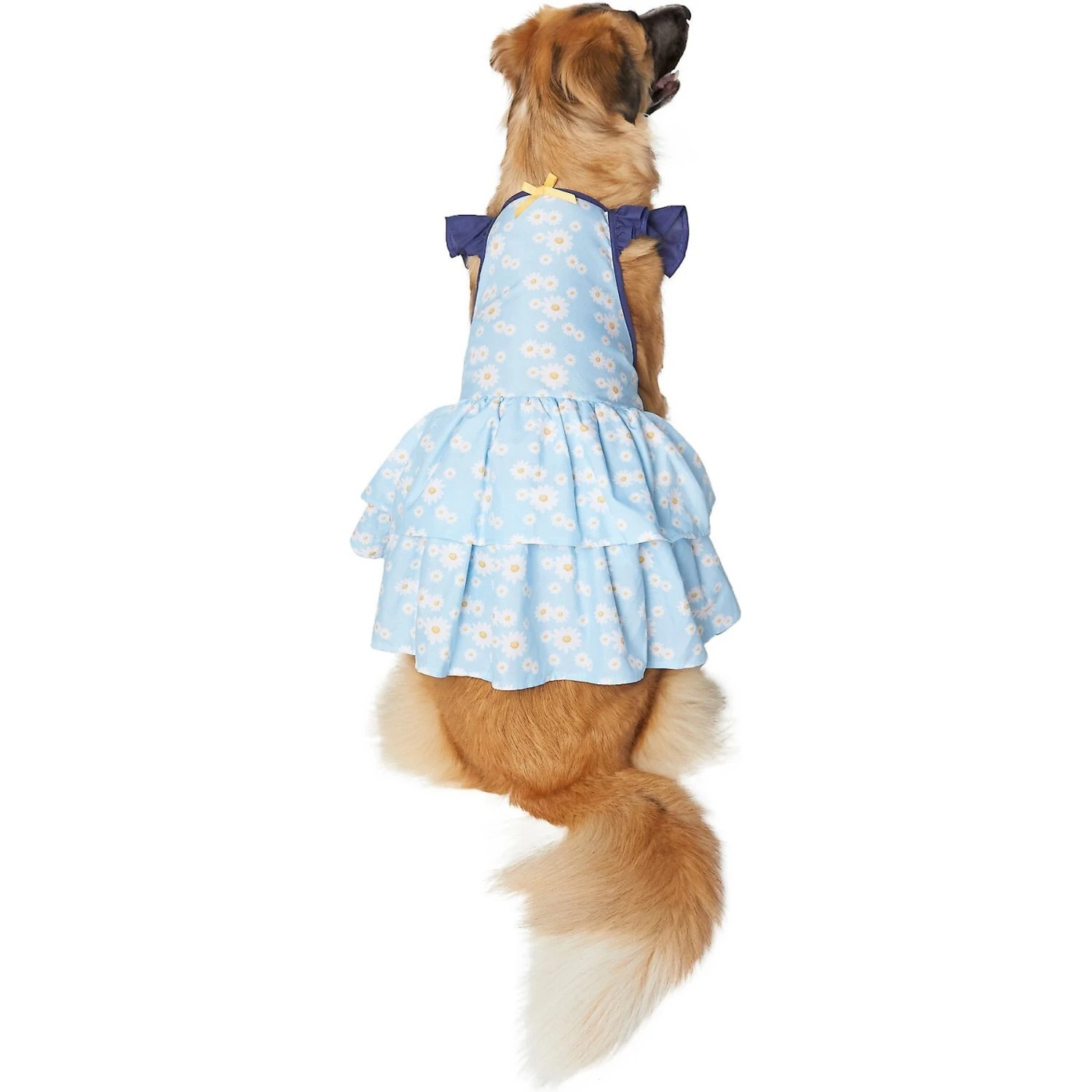 Frisco Blue Daisies Dog & Cat Dress Frisco Blue Daisies Dog & Cat Dress -Frisco Pet Hub 249045 MAIN. AC SS1800 V1644449215
