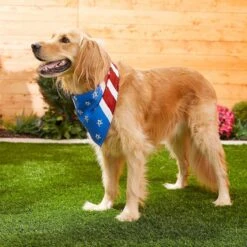 Frisco Stars & Stripes Dog & Cat Bandana -Frisco Pet Hub 249329 PT5. AC SS1800 V1632433280
