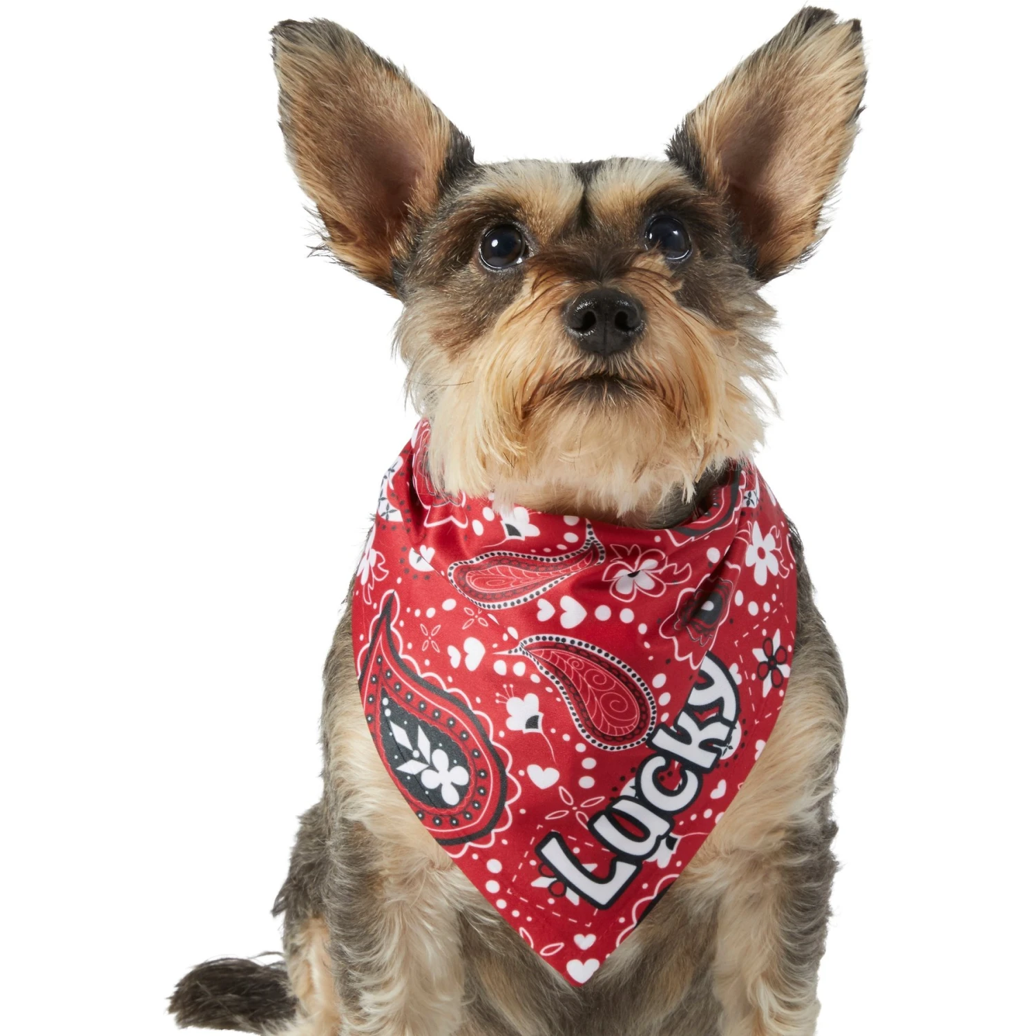 Frisco Paisley Printed Personalized Dog & Cat Bandana Frisco Paisley Printed Personalized Dog & Cat Bandana -Frisco Pet Hub 254247 PT6. AC SS1800 V1618507975