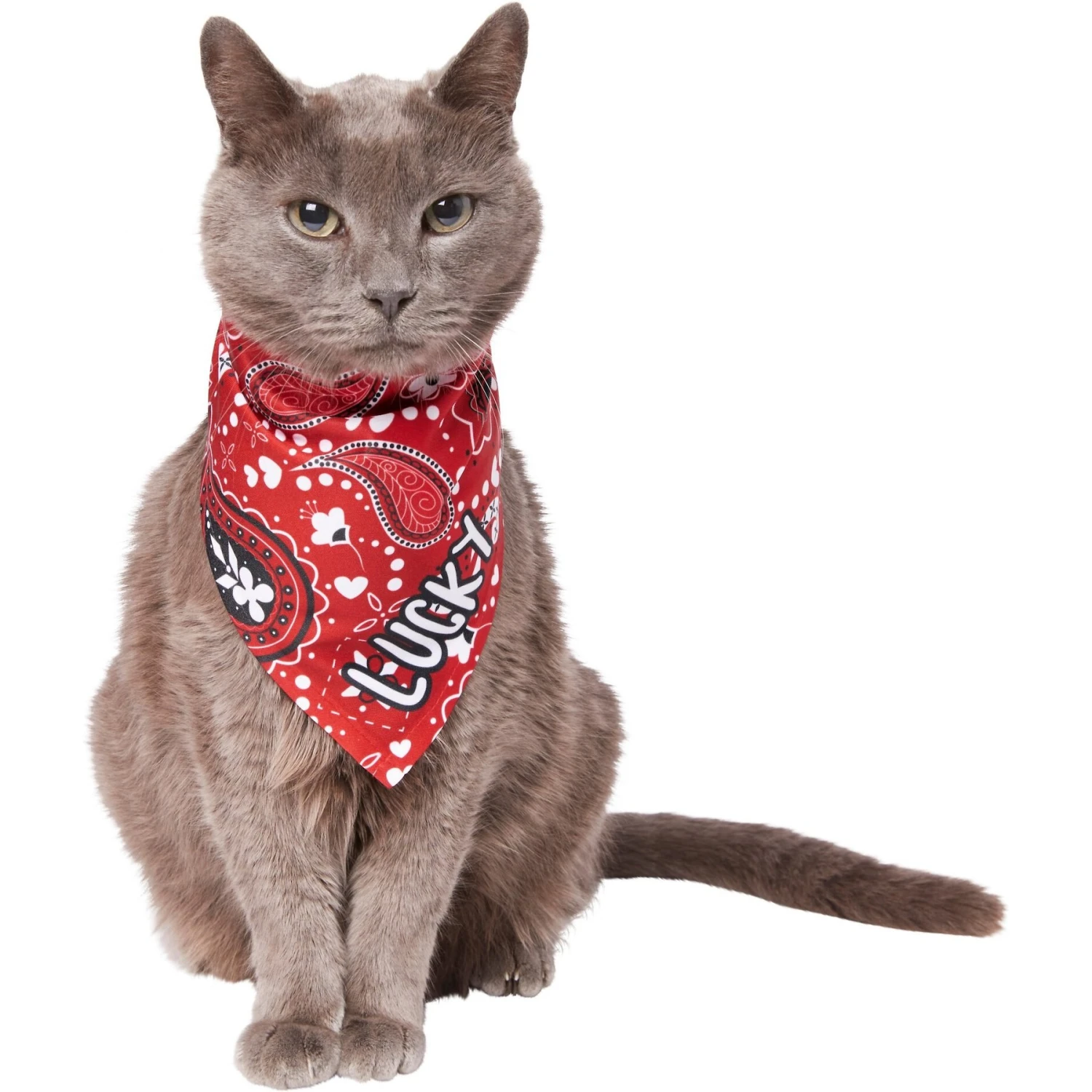 Frisco Paisley Printed Personalized Dog & Cat Bandana Frisco Paisley Printed Personalized Dog & Cat Bandana -Frisco Pet Hub 254247 PT7. AC SS1800 V1618508211