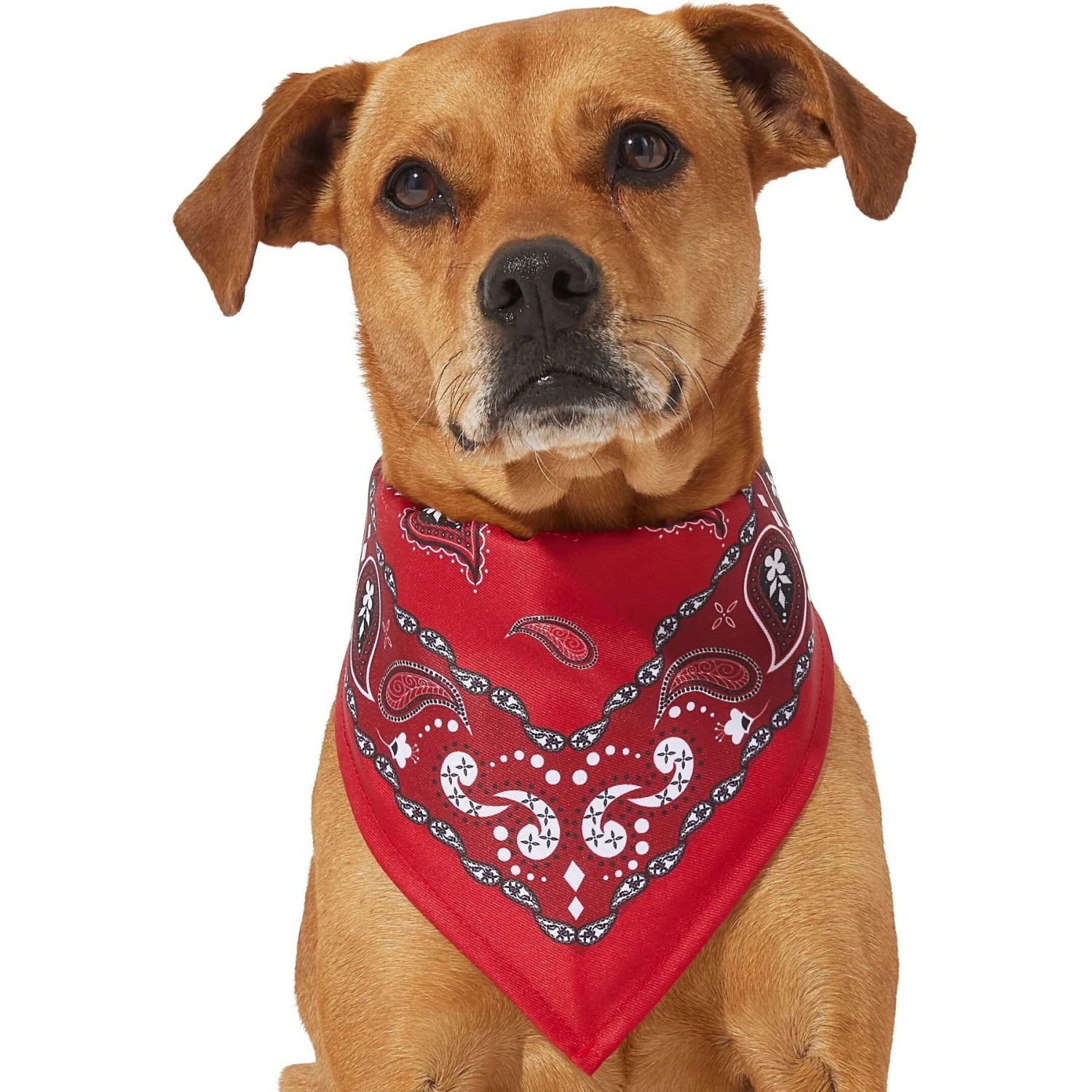 Frisco Red Paisley Dog & Cat Bandana Frisco Red Paisley Dog & Cat Bandana -Frisco Pet Hub 267919 PT2. AC SS1800 V1637669854