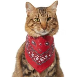 Frisco Red Paisley Dog & Cat Bandana 3 Frisco Red Paisley Dog & Cat Bandana -Frisco Pet Hub 267919 PT3. AC SS1800 V1637652719