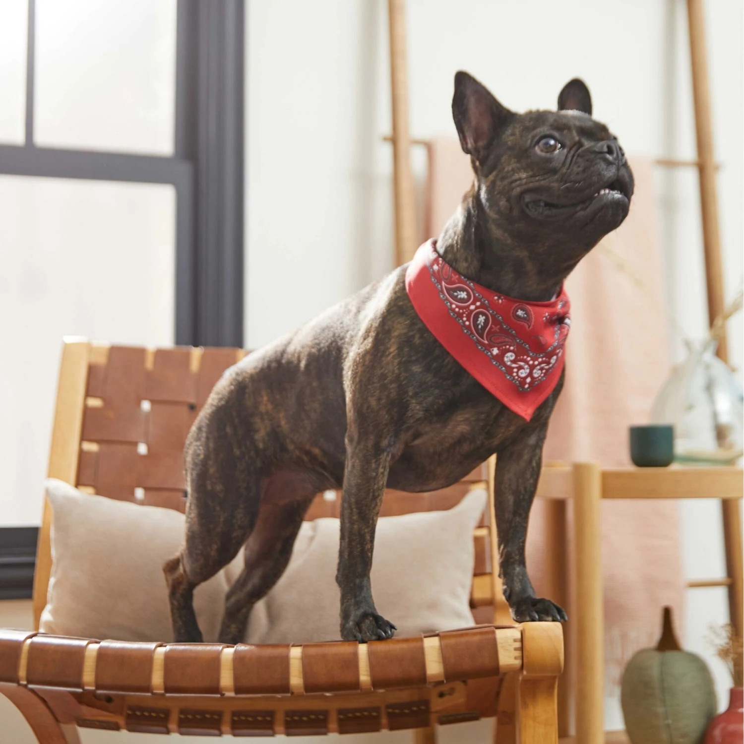 Frisco Red Paisley Dog & Cat Bandana Frisco Red Paisley Dog & Cat Bandana -Frisco Pet Hub 267919 PT5. AC SS1800 V1637687581