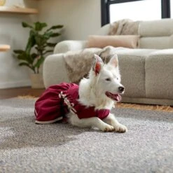 Frisco Plum Dog & Cat Dress -Frisco Pet Hub 268677 PT8. AC SS1800 V1629766023