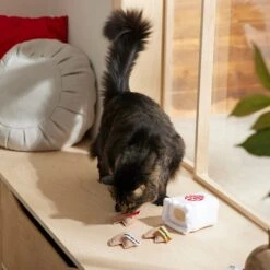 Frisco Lunar New Year Fortune Cookie Plush Cat Toy With Catnip 2 Frisco Lunar New Year Fortune Cookie Plush Cat Toy With Catnip -Frisco Pet Hub 298909 PT3. AC SS1800 V1640269104