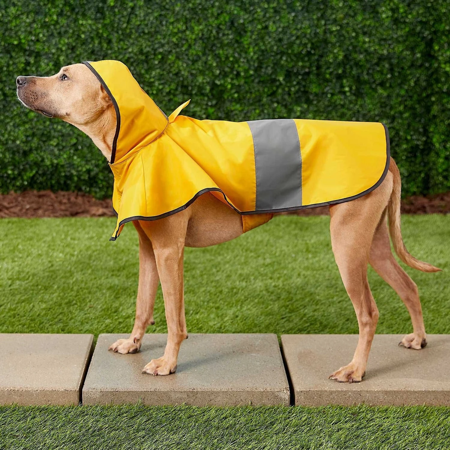 Frisco Lightweight Rainy Days Dog Raincoat & Frisco Lightweight Rubber Ducky Dog Raincoat Frisco Lightweight Rainy Days Dog Raincoat & Frisco Lightweight Rubber Ducky Dog Raincoat -Frisco Pet Hub 302842 PT4. AC SS1800 V1623052647