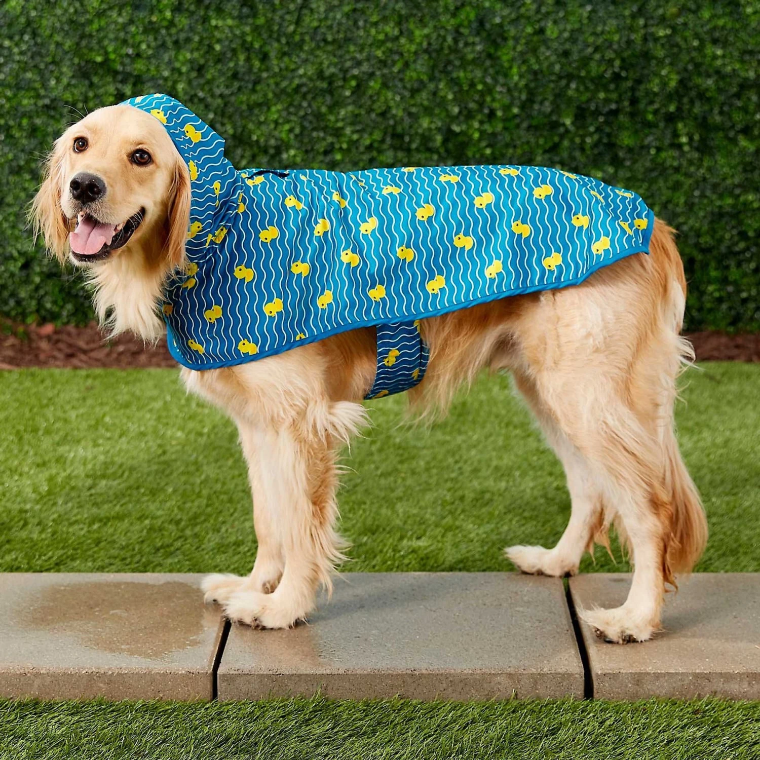 Frisco Lightweight Rainy Days Dog Raincoat & Frisco Lightweight Rubber Ducky Dog Raincoat Frisco Lightweight Rainy Days Dog Raincoat & Frisco Lightweight Rubber Ducky Dog Raincoat -Frisco Pet Hub 302842 PT7. AC SS1800 V1623040668