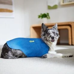 Frisco Chambray Pineapple Dog & Cat Shirt 8 Frisco Chambray Pineapple Dog & Cat Shirt -Frisco Pet Hub 312192 PT8. AC SS1800 V1644526681