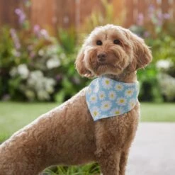 Frisco Daisy Dog & Cat Bandana -Frisco Pet Hub 312303 PT5. AC SS1800 V1673304453