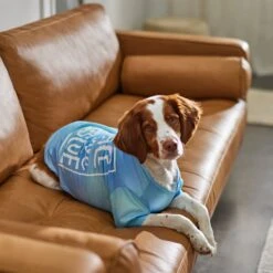 Frisco Peace Love Rescue Dog & Cat T-Shirt -Frisco Pet Hub 315068 PT8. AC SS1800 V1646351303