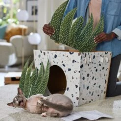 Frisco Potted Succulent Cardboard Cat House 3 Frisco Potted Succulent Cardboard Cat House -Frisco Pet Hub 317723 PT3. AC SS1800 V1688677248