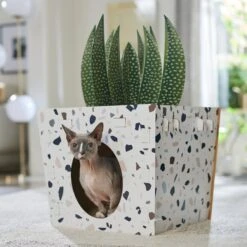 Frisco Potted Succulent Cardboard Cat House 4 Frisco Potted Succulent Cardboard Cat House -Frisco Pet Hub 317723 PT4. AC SS1800 V1688677260