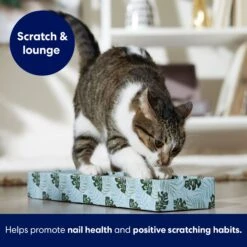 Frisco Single-Wide Cat Scratcher Toy With Catnip, Tropical Paradise, 2 Count -Frisco Pet Hub 347217 PT3. AC SS1800 V1659699275