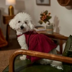 Frisco Sleepy Face Dog & Cat Dress -Frisco Pet Hub 353657 PT6. AC SS1800 V1660750164