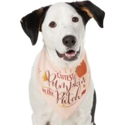 Frisco Cutest Pumpkin In The Patch Dog & Cat Bandana -Frisco Pet Hub 353777 PT2. AC SS1800 V1659010334