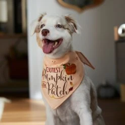 Frisco Cutest Pumpkin In The Patch Dog & Cat Bandana -Frisco Pet Hub 353777 PT6. AC SS1800 V1660749986
