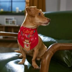 Frisco Cutest Reindeer Of All Dog & Cat Bandana -Frisco Pet Hub 357931 PT6. AC SS1800 V1661798487