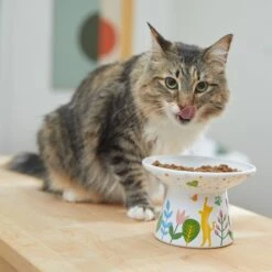 Frisco Cat Face Floral Wide Shape Elevated Non-Skid Ceramic Cat Bowl -Frisco Pet Hub 363377 PT3. AC SS1800 V1657657267