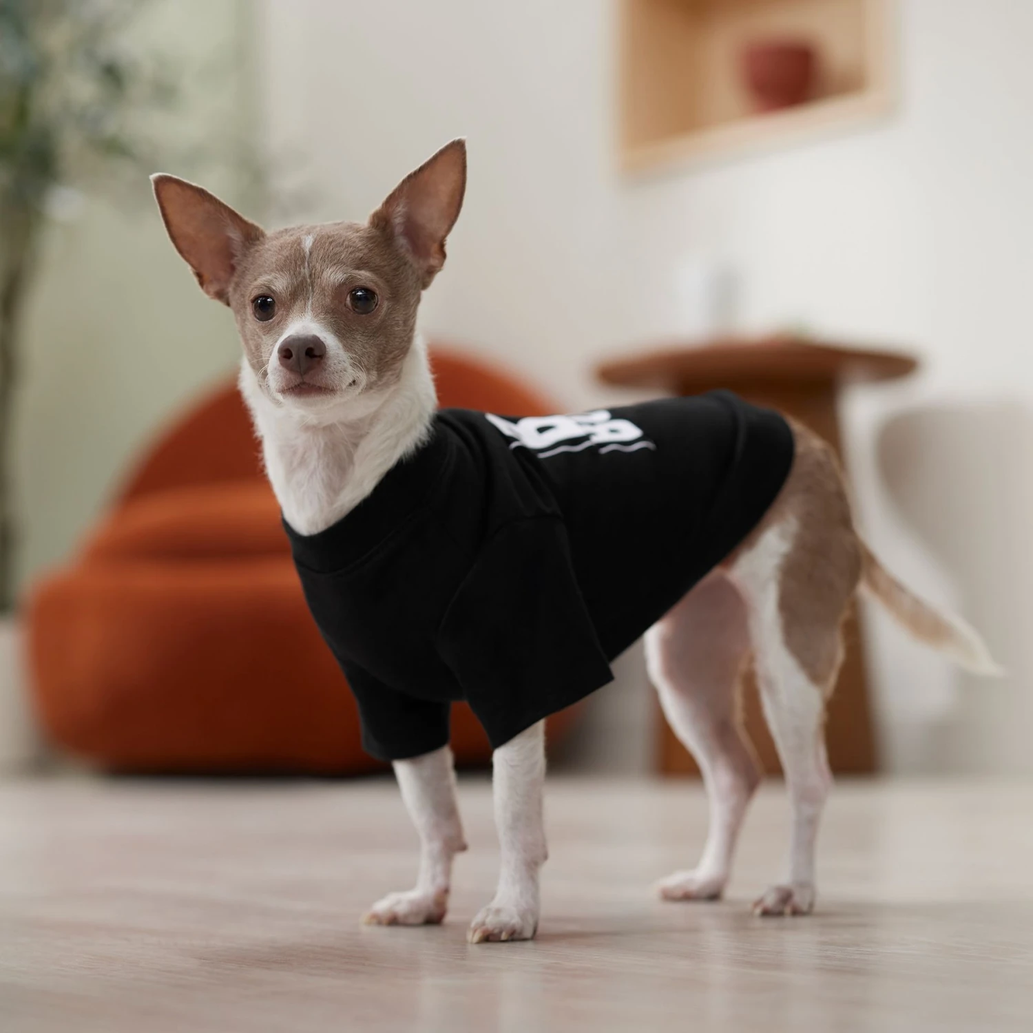 Frisco Big Boss Dog & Cat T-Shirt Frisco Big Boss Dog & Cat T-Shirt -Frisco Pet Hub 368782 PT7. AC SS1800 V1664992675