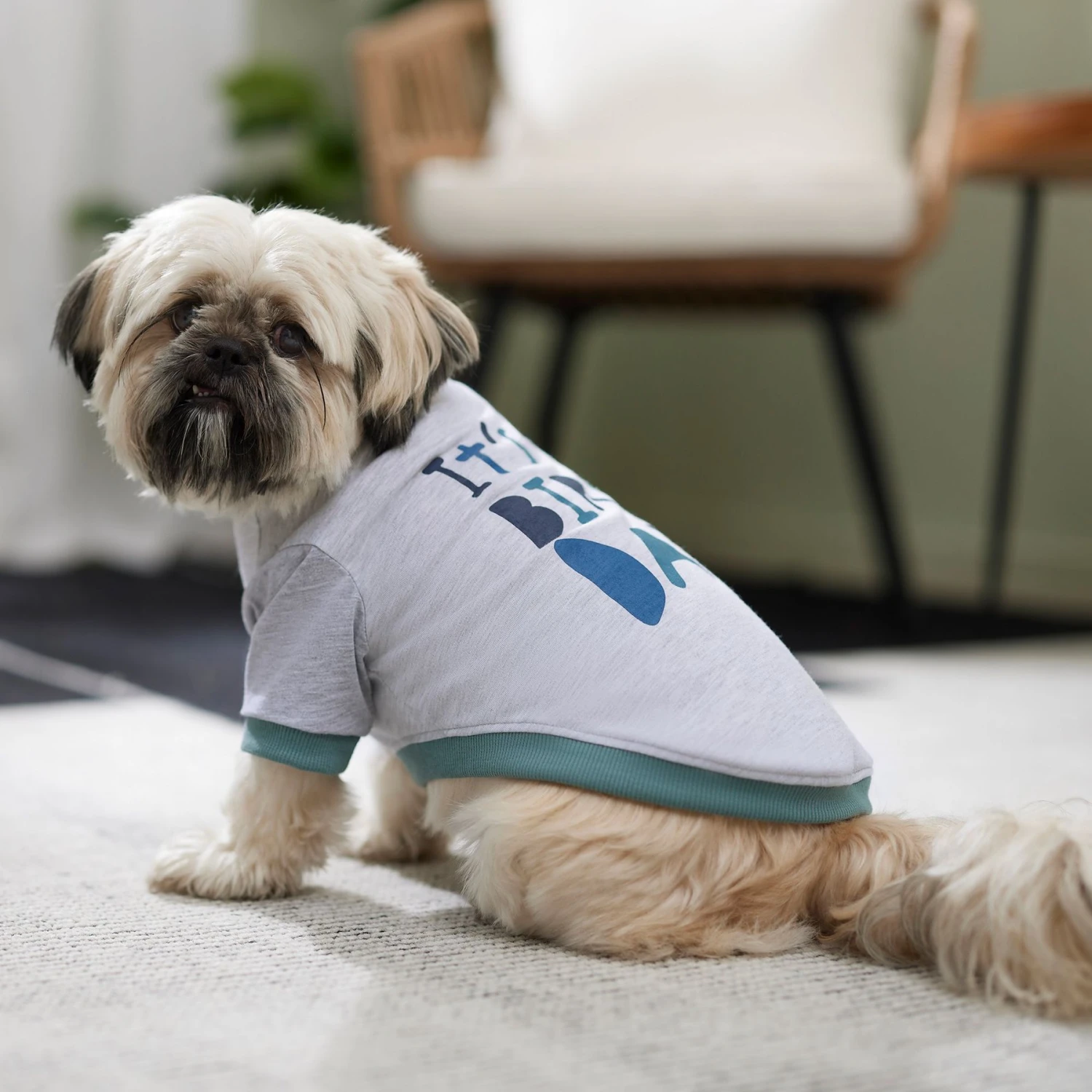 Frisco It's My Birth Day Dog & Cat T-Shirt Frisco It's My Birth Day Dog & Cat T-Shirt -Frisco Pet Hub 368808 PT7. AC SS1800 V1664992107