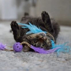 Frisco Feather & Play Plastic Balls Cat Toy, 2 Count -Frisco Pet Hub 525998 PT3. AC SS1800 V1669148124