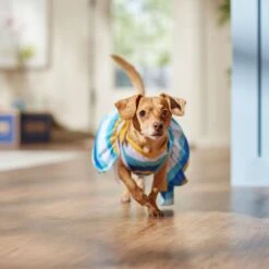 Frisco Beach Vibes Dog & Cat Dress -Frisco Pet Hub 556934 PT5. AC SS1800 V1675280724