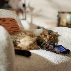 Frisco Halloween Cutie Bat Plush Cat Toy With Catnip -Frisco Pet Hub 668038 PT3. AC SS1800 V1689271242