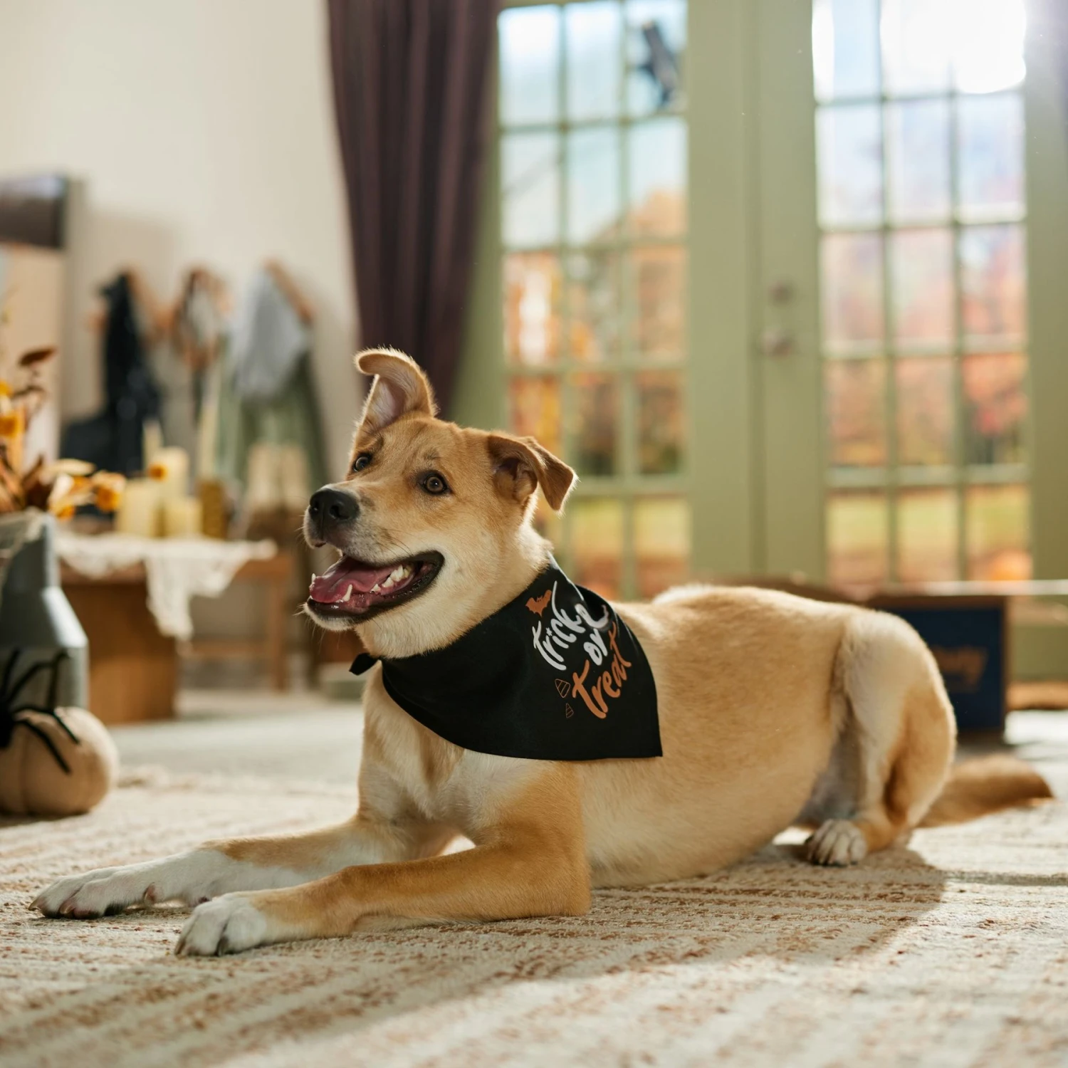 Frisco Trick or Treat Dog & Cat Bandana Frisco Trick Or Treat Dog & Cat Bandana -Frisco Pet Hub 706398 PT5. AC SS1800 V1689282516