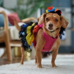 Frisco Ruffle Party Dog & Cat Dress + Headpiece -Frisco Pet Hub 707350 PT7. AC SS1800 V1689341466