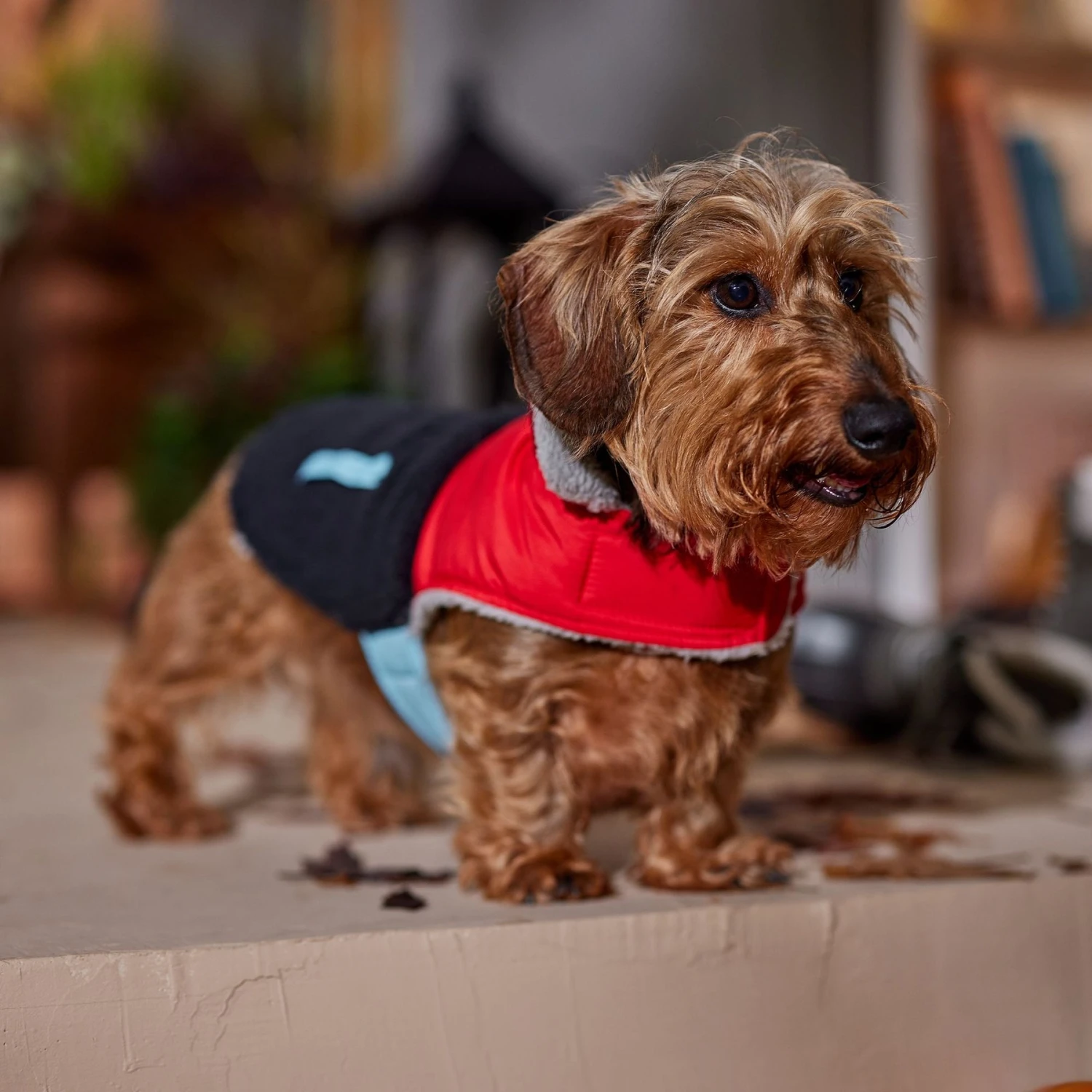 Frisco Medium Weight Retro Colorblock Mixed Media Dog & Cat Coat Frisco Medium Weight Retro Colorblock Mixed Media Dog & Cat Coat -Frisco Pet Hub 719462 PT7. AC SS1800 V1692379031