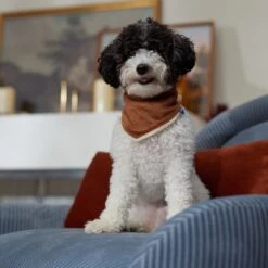 Frisco Reversible Cozy Knit Faux Fur Dog & Cat Pullover Bandana 5 Frisco Reversible Cozy Knit Faux Fur Dog & Cat Pullover Bandana -Frisco Pet Hub 733918 PT6. AC SS1800 V1692378160