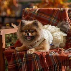 Frisco Medium Weight Quilted Ruffle Tiered Dog & Cat Dress -Frisco Pet Hub 744262 PT7. AC SS1800 V1693401666