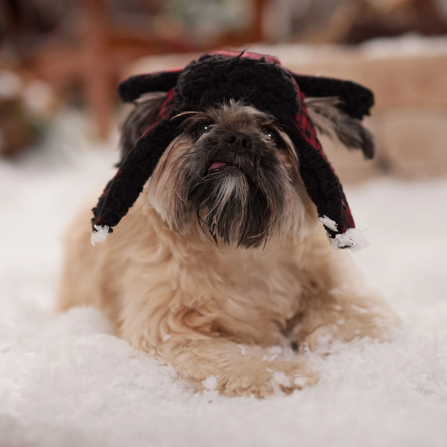 Frisco Tartan Plaid Dog & Cat Trapper Hat Frisco Tartan Plaid Dog & Cat Trapper Hat -Frisco Pet Hub 746750 PT5. AC SS1800 V1694800749