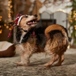 Frisco Nordic Pawprint Dog & Cat Hat -Frisco Pet Hub 746782 PT5. AC SS1800 V1694799891